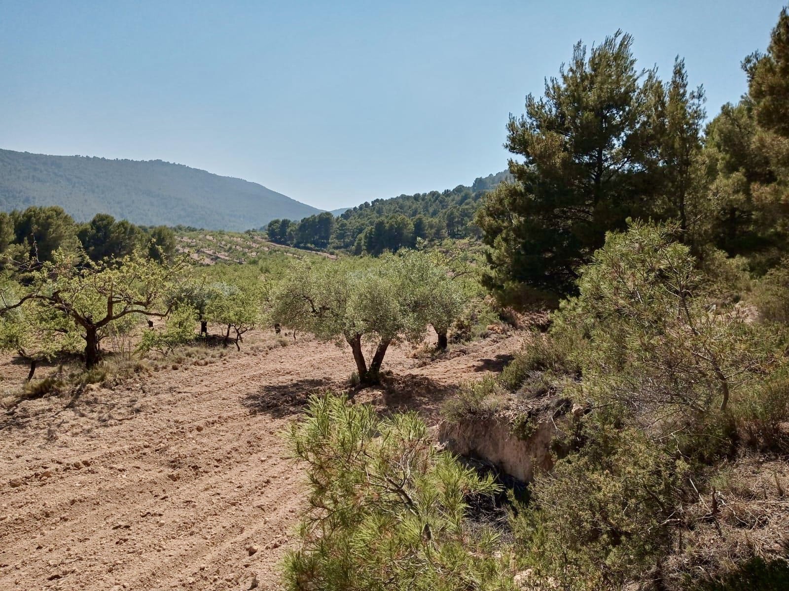 Land plot in Relleu, Alicante, Spain 252 sq.m. No. 192508