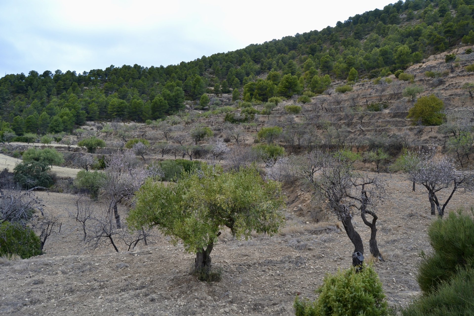 Land plot in Relleu, Alicante, Spain 252 sq.m. No. 192508