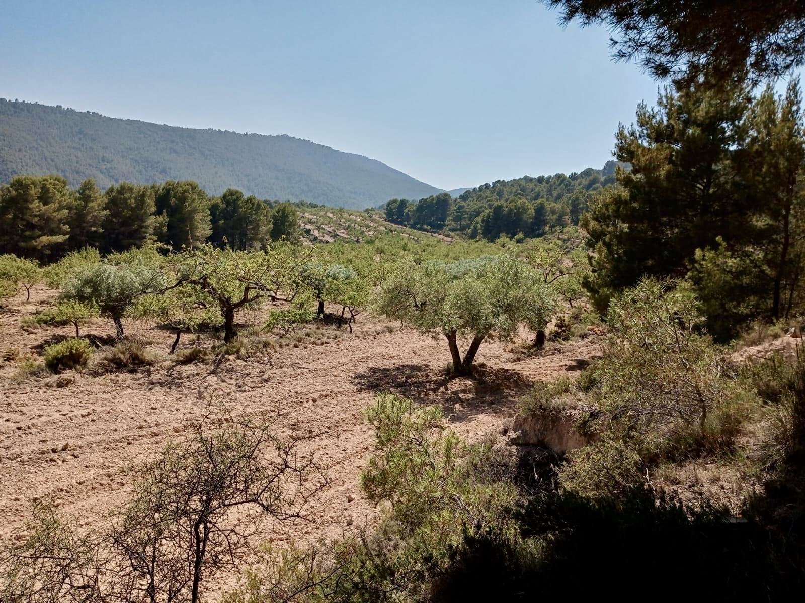 Land plot in Relleu, Alicante, Spain 252 sq.m. No. 192508