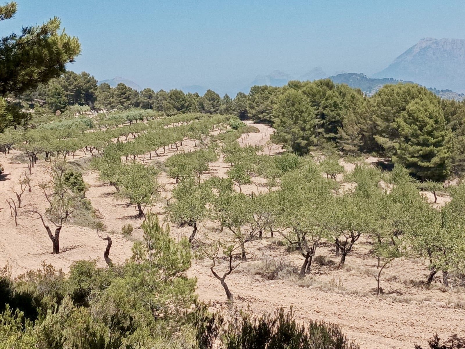 Land plot in Relleu, Alicante, Spain 252 sq.m. No. 192508