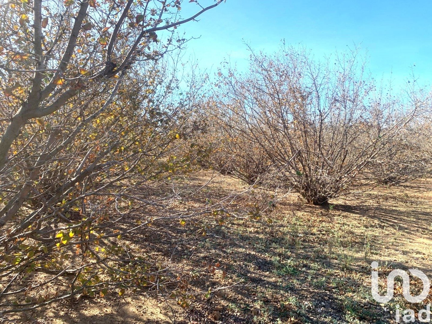 Land plot in Riudoms, Tarragona, Spain 61232 sq.m. No. 153660