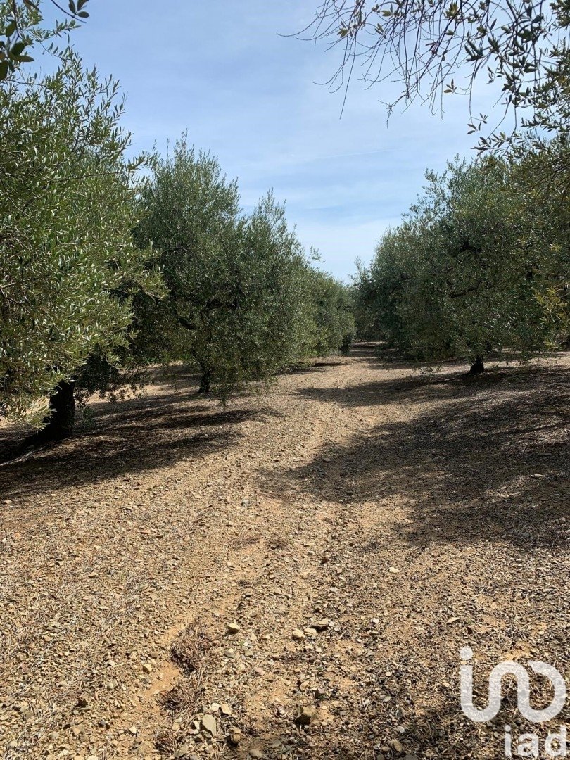 Land plot in Riudoms, Tarragona, Spain 61232 sq.m. No. 153660