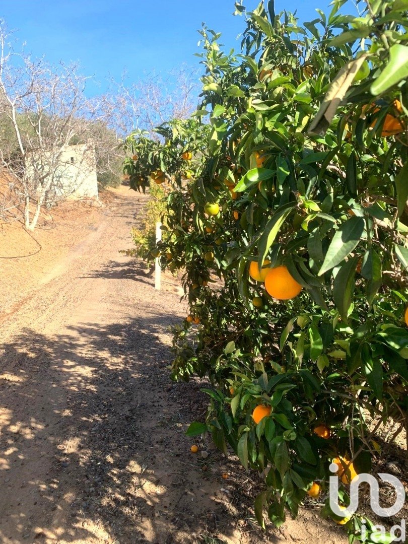 Land plot in Riudoms, Tarragona, Spain 61232 sq.m. No. 153660