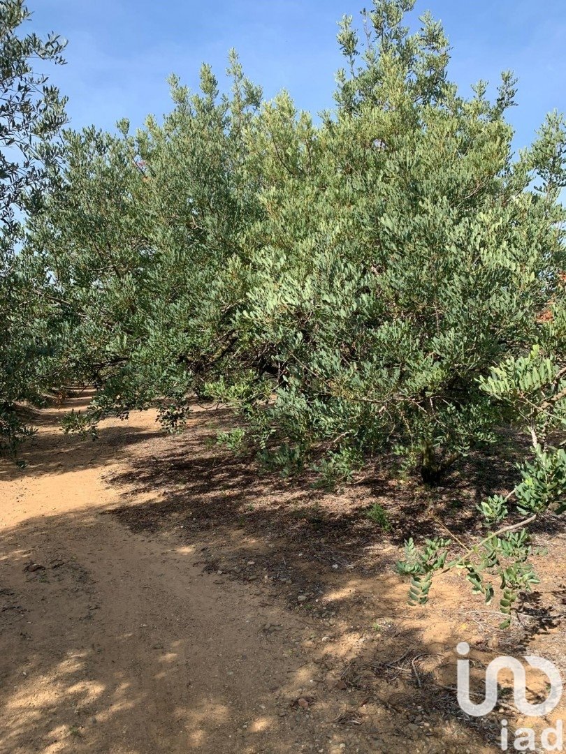 Land plot in Riudoms, Tarragona, Spain 61232 sq.m. No. 153660
