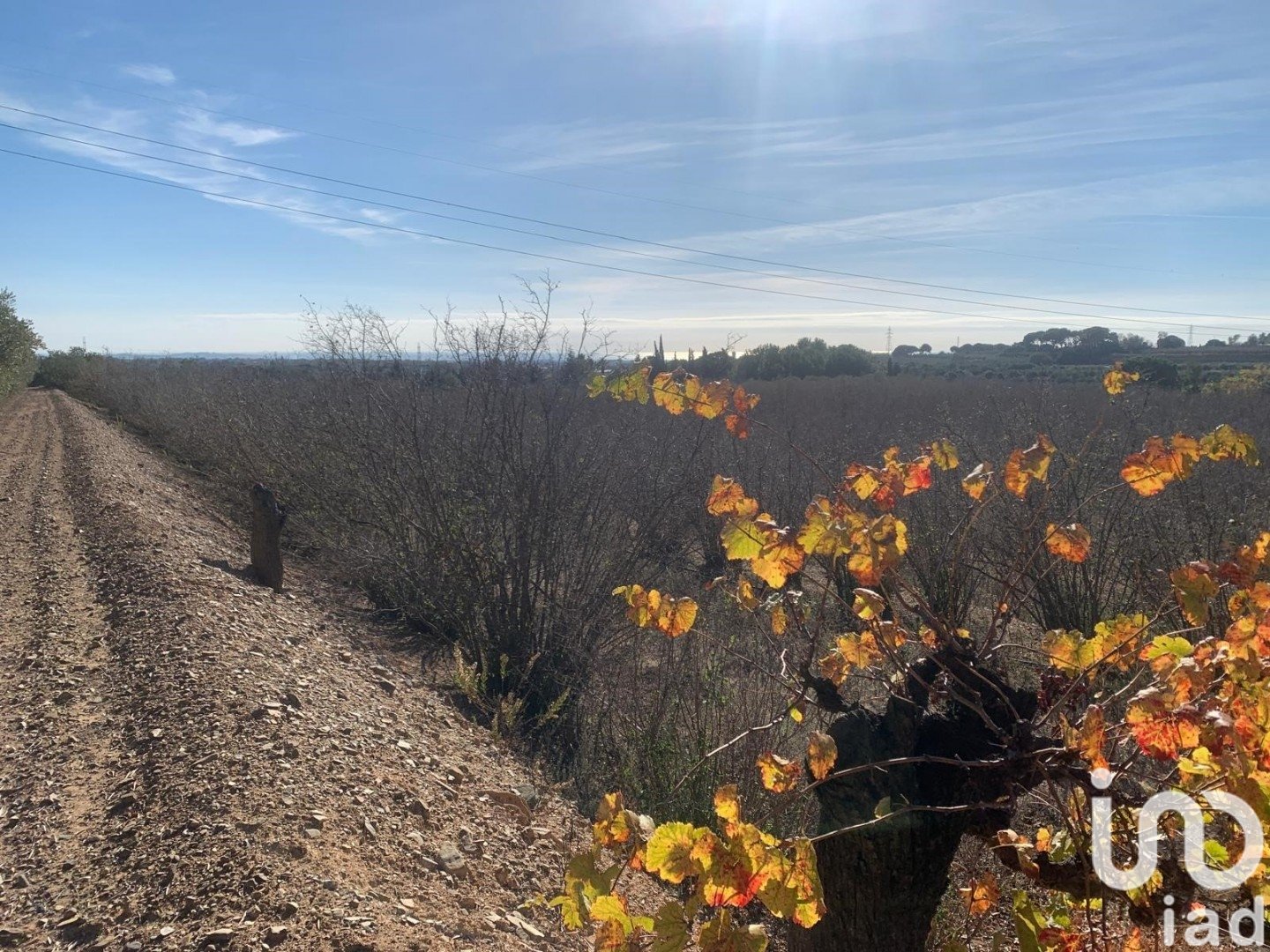 Land plot in Riudoms, Tarragona, Spain 61232 sq.m. No. 153660