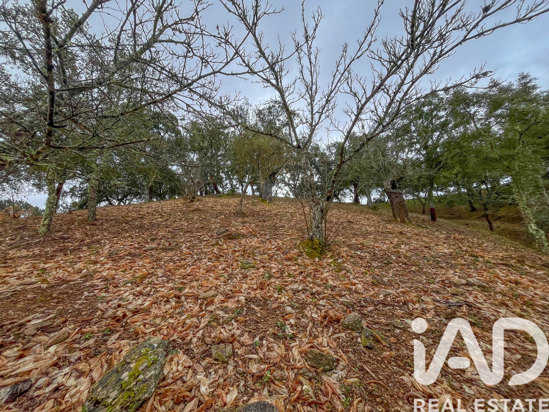 Terreno a Galaroza, Huelva, Spagna 35000 mq. N° 185087
