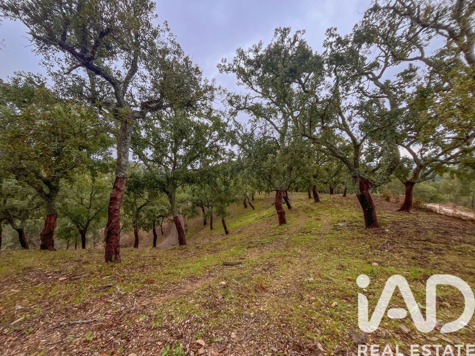 Terreno a Galaroza, Huelva, Spagna 35000 mq. N° 185087