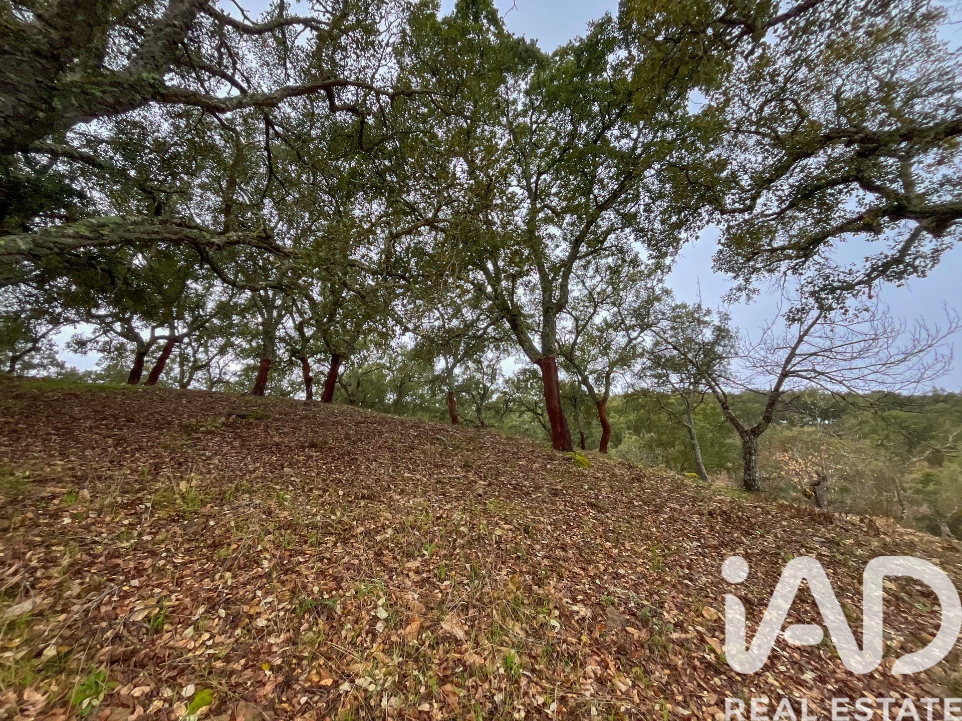 Terreno a Galaroza, Huelva, Spagna 35000 mq. N° 185087