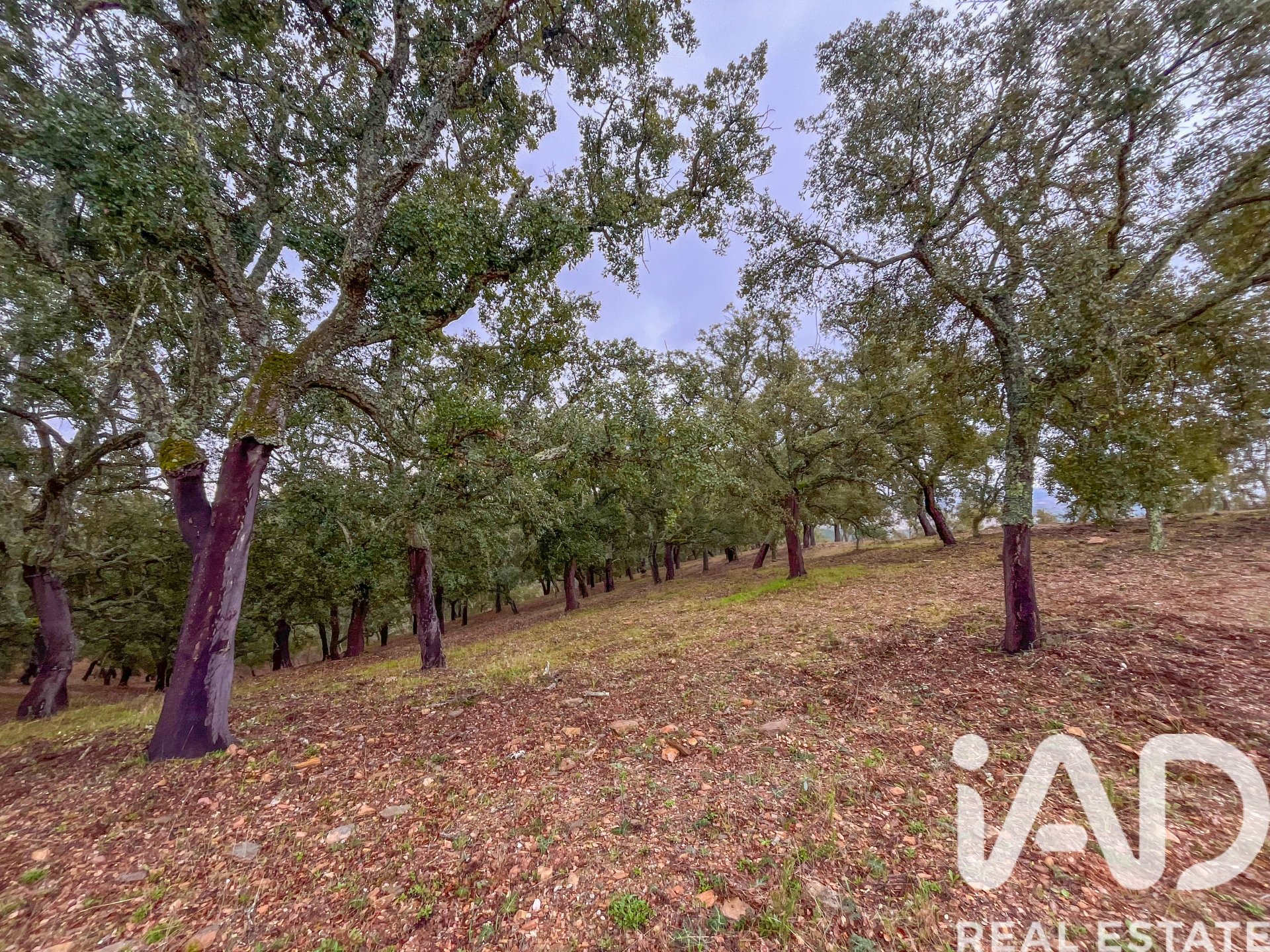 Terreno a Galaroza, Huelva, Spagna 35000 mq. N° 185087
