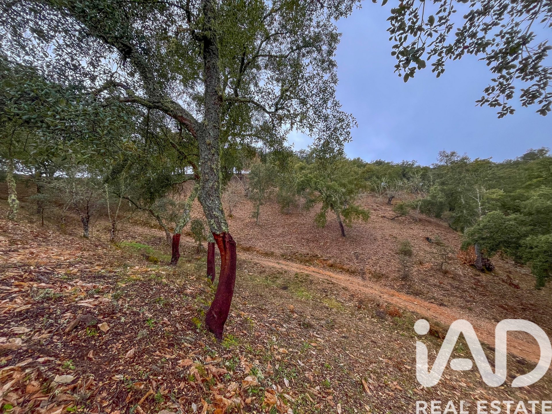 Terreno a Galaroza, Huelva, Spagna 35000 mq. N° 185087
