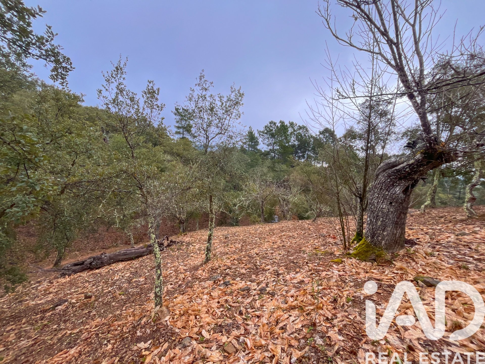 Terreno a Galaroza, Huelva, Spagna 35000 mq. N° 185087