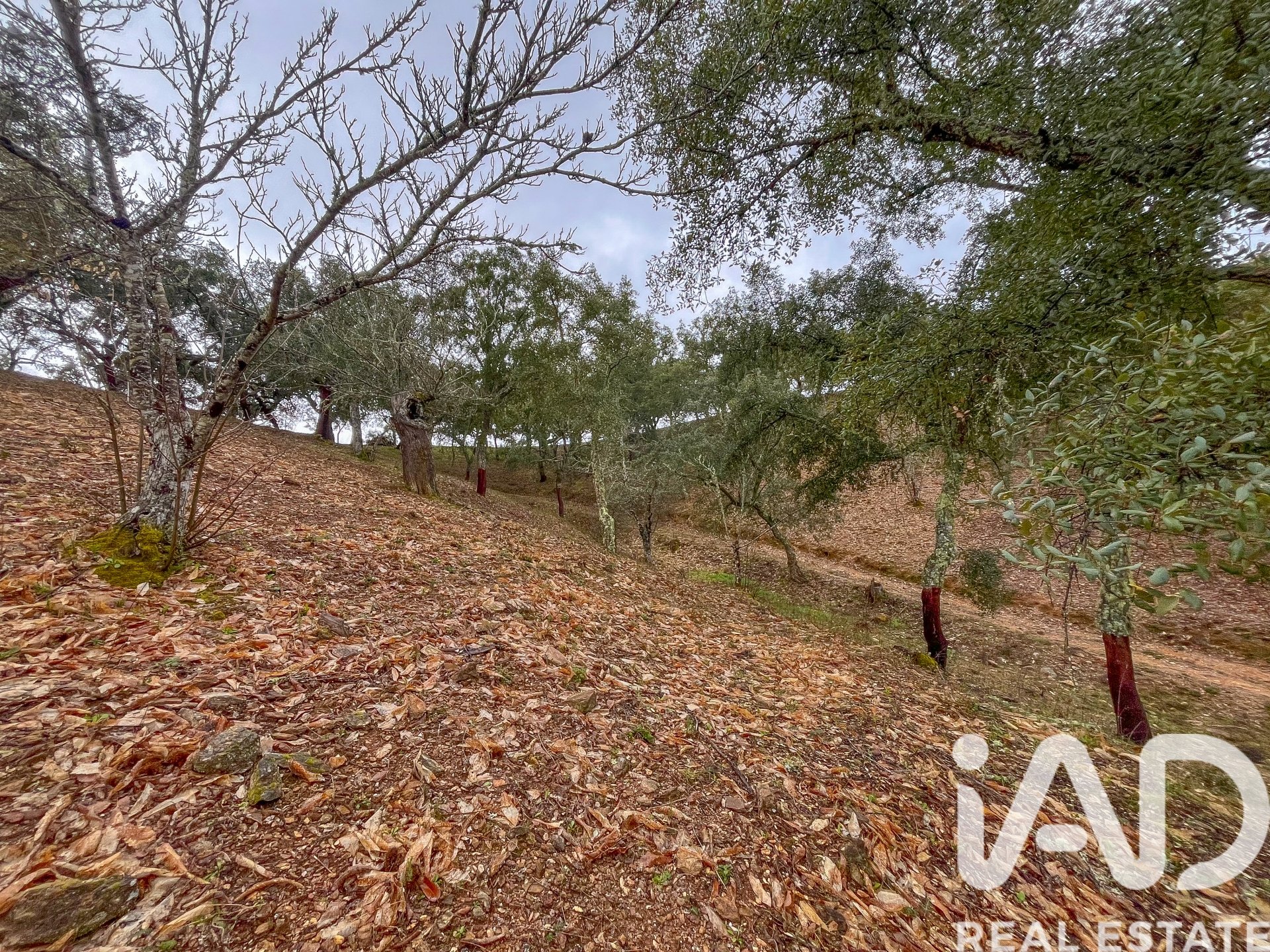Terreno a Galaroza, Huelva, Spagna 35000 mq. N° 185087
