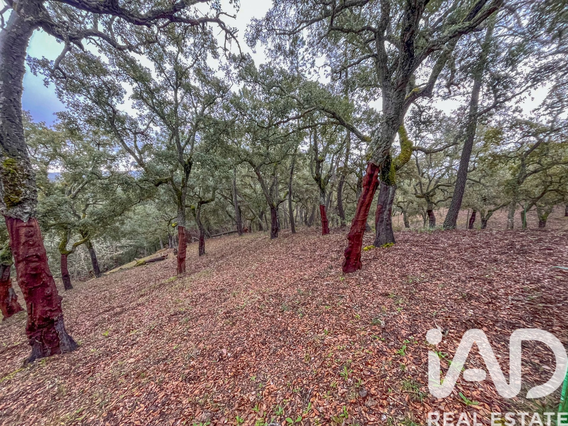 Terreno a Galaroza, Huelva, Spagna 35000 mq. N° 185087