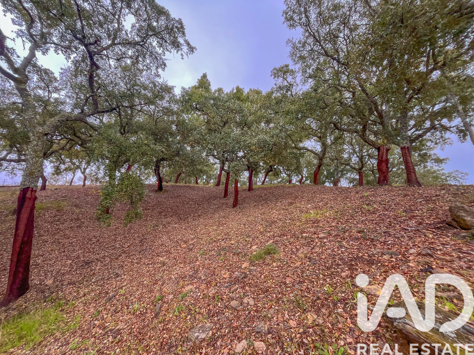 Terreno a Galaroza, Huelva, Spagna 35000 mq. N° 185087