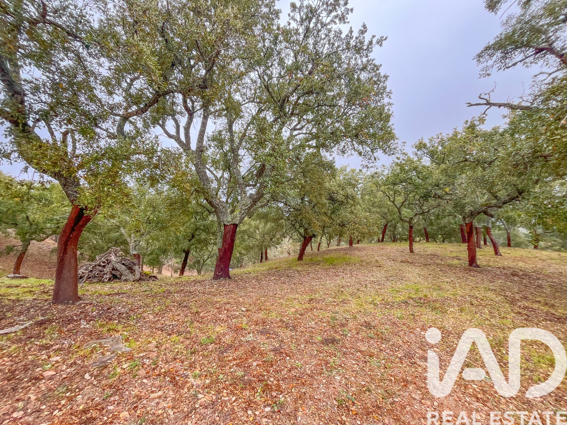 Terreno a Galaroza, Huelva, Spagna 35000 mq. N° 185087