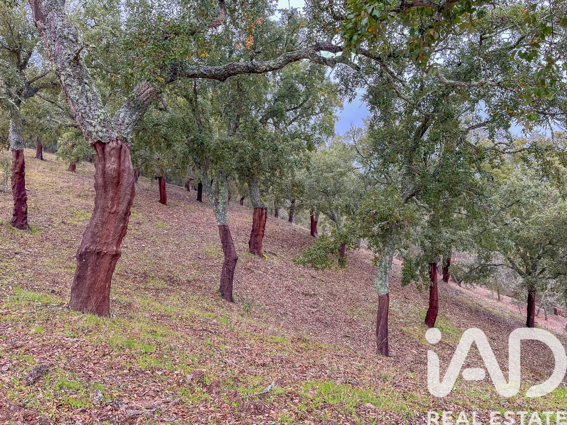 Terreno a Galaroza, Huelva, Spagna 35000 mq. N° 185087