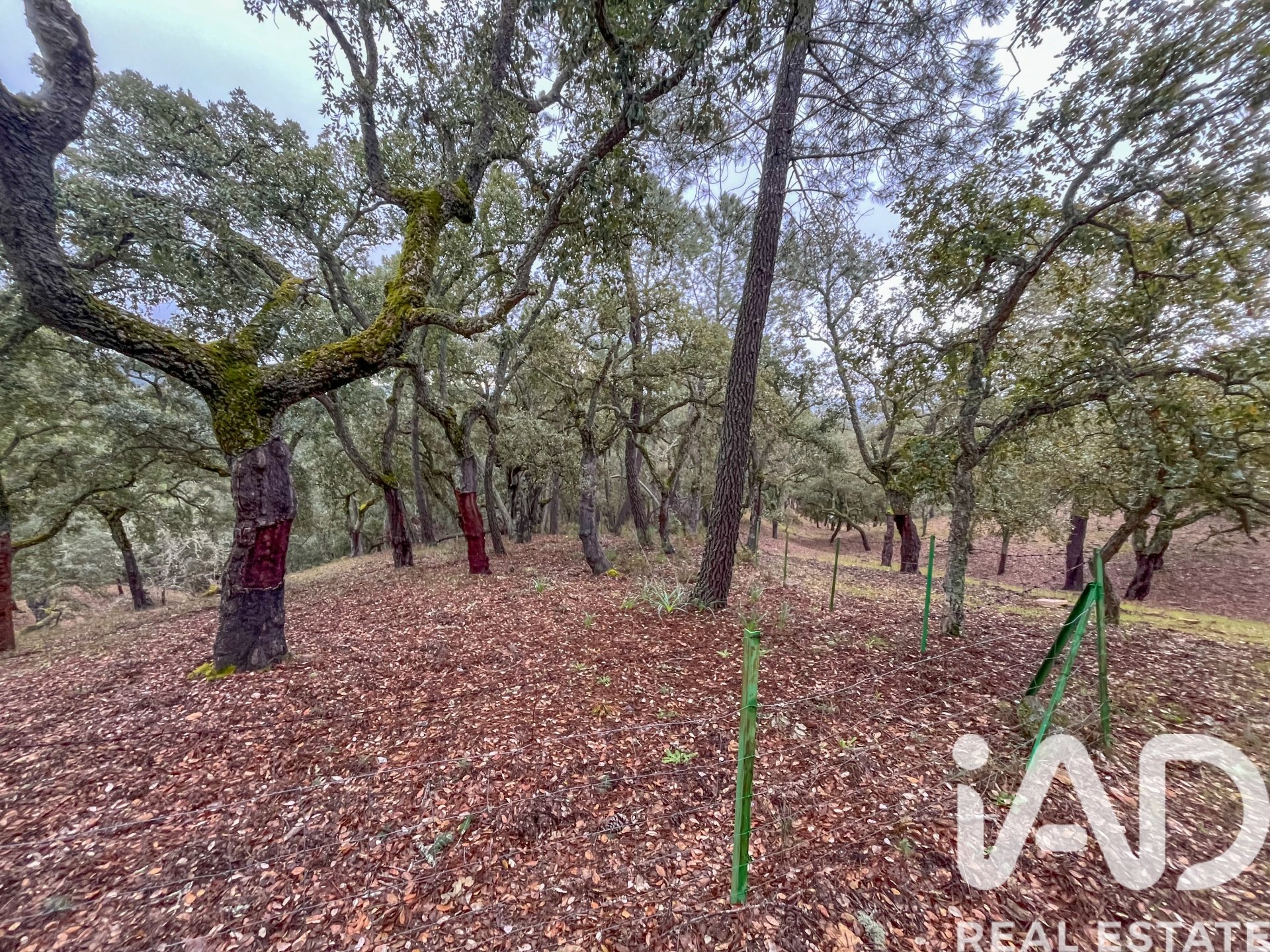 Terreno a Galaroza, Huelva, Spagna 35000 mq. N° 185087