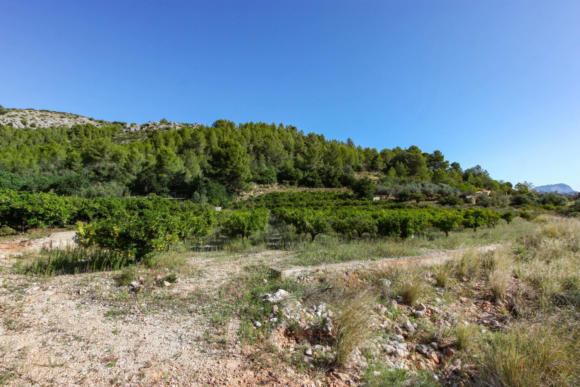 Tontti Sagra, Alicante, Espanja No. 183951