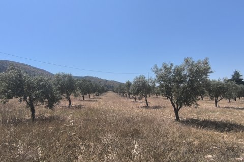 Land plot in Sax, Alicante, Spain 15889 sq.m. No. 185830
