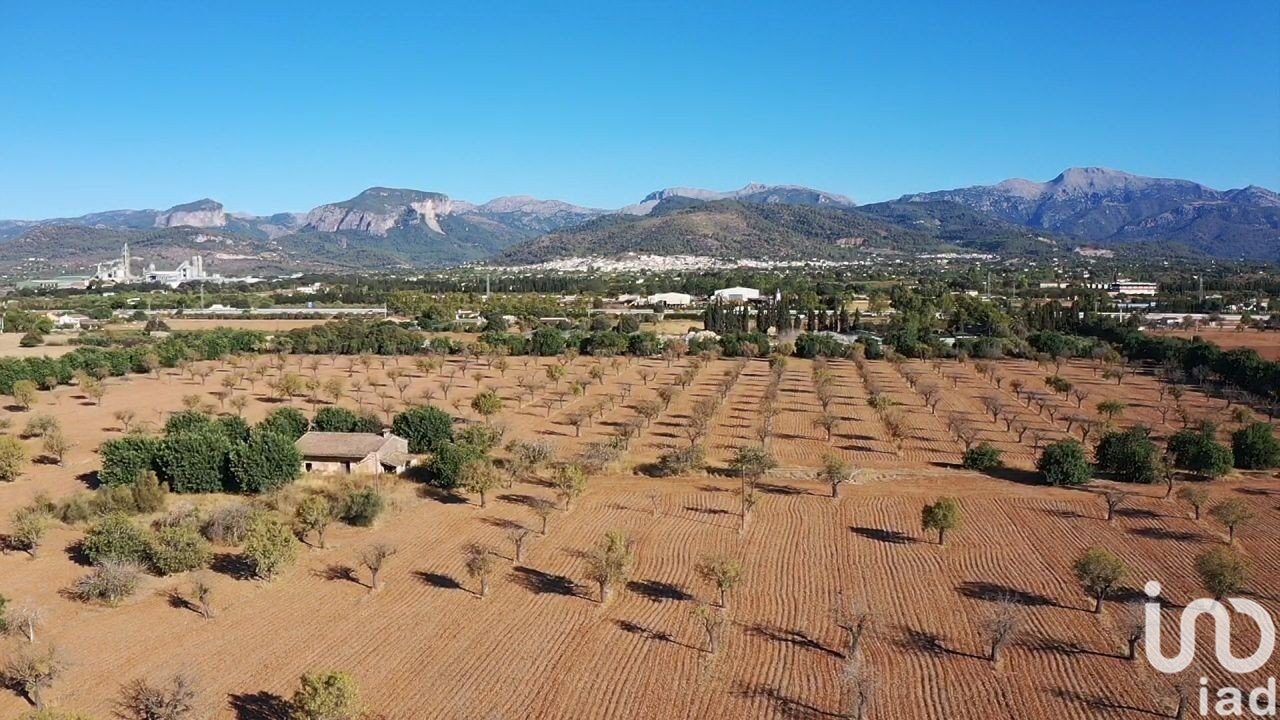 Tontti Inca, Mallorca, Espanja 124905 m2 No. 154021