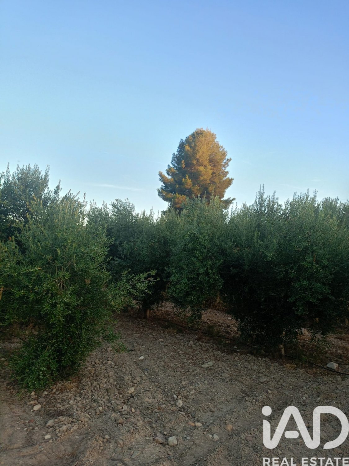 Land plot in Lorca, Murcia, Spain 7165 sq.m. No. 185004