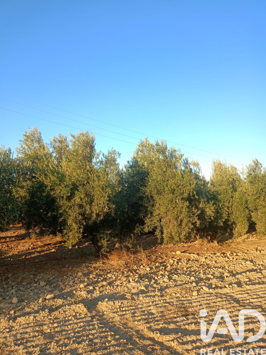 Land plot in Lorca, Murcia, Spain 7165 sq.m. No. 185004