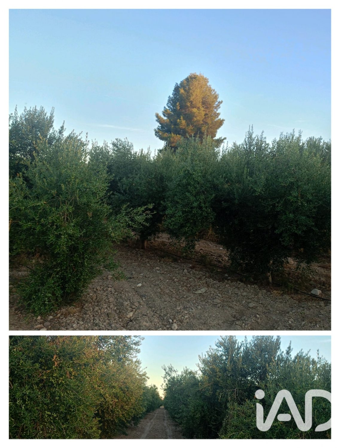 Land plot in Lorca, Murcia, Spain 7165 sq.m. No. 185004