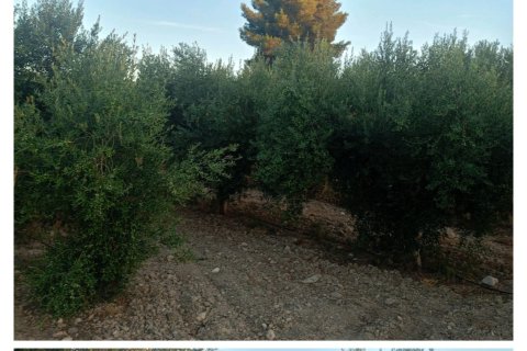 Land plot à Lorca, Murcia, Espagne 7165 m2 No. 185004