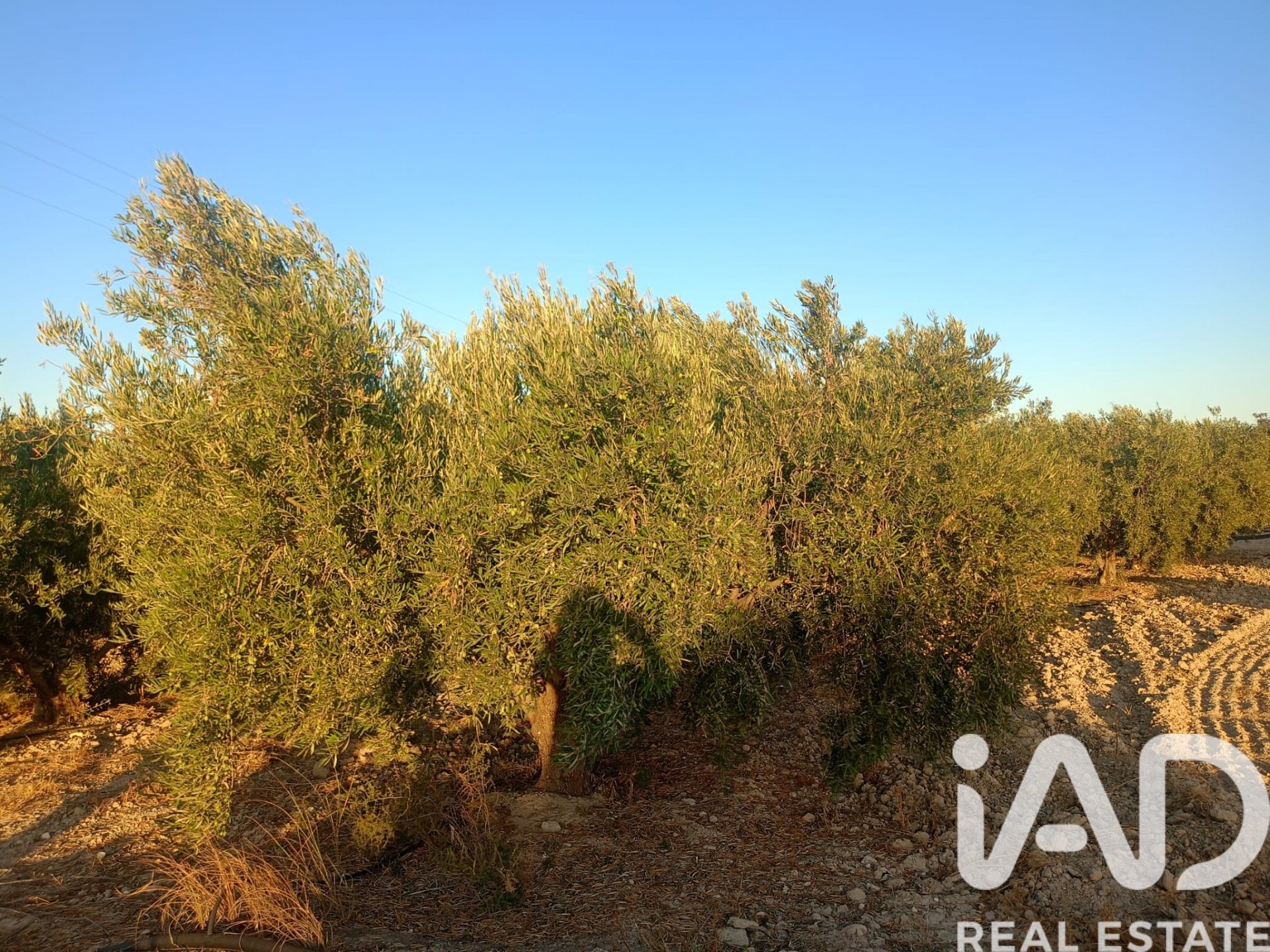 Land plot in Lorca, Murcia, Spain 7165 sq.m. No. 185004