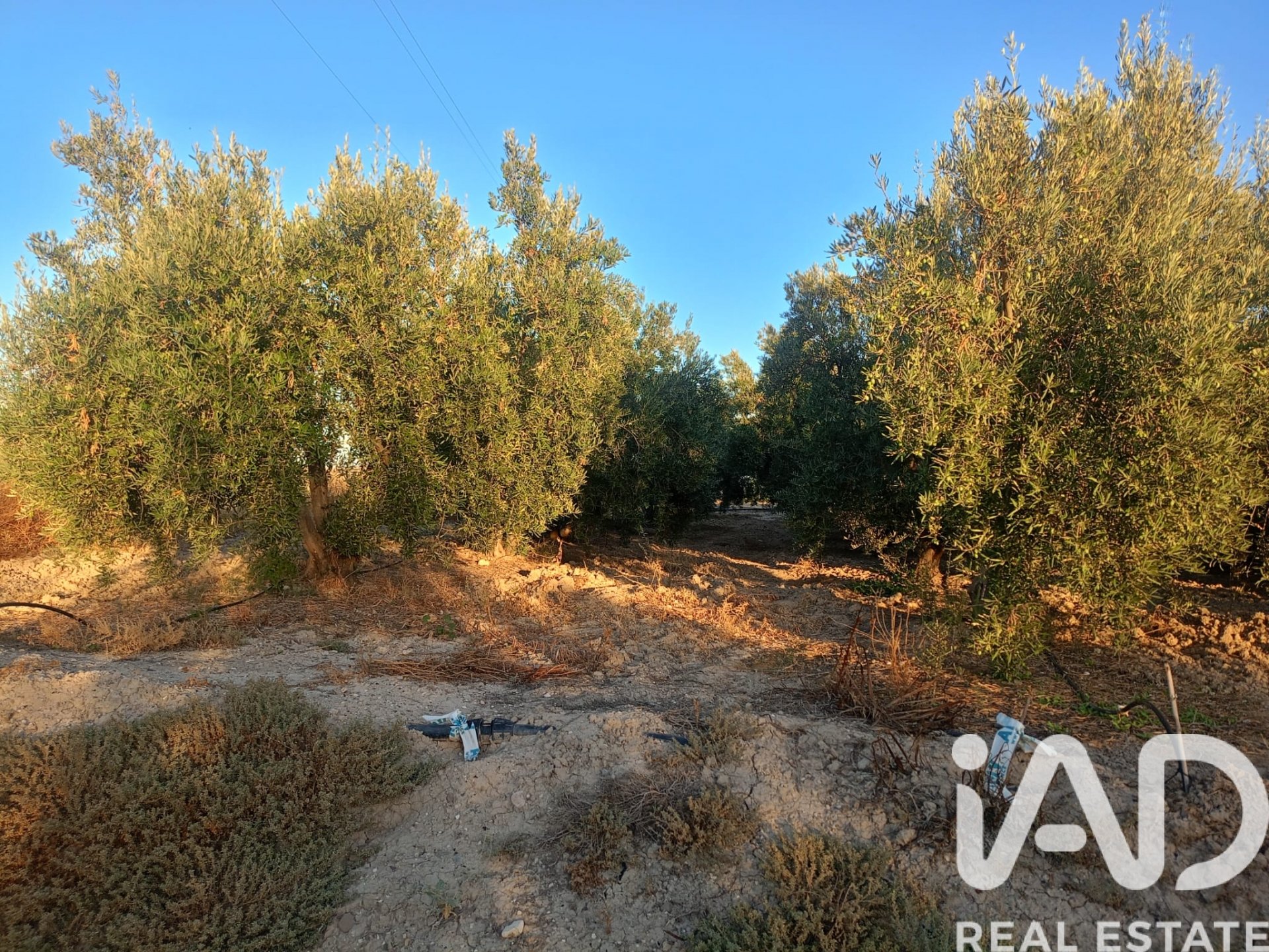Land plot in Lorca, Murcia, Spain 7165 sq.m. No. 185004