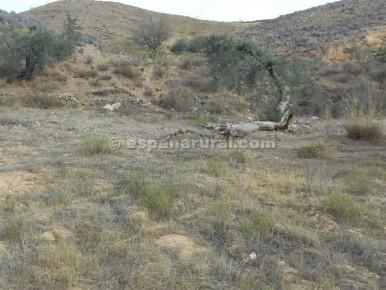 Land plot in Albox, Almeria, Spain No. 184188