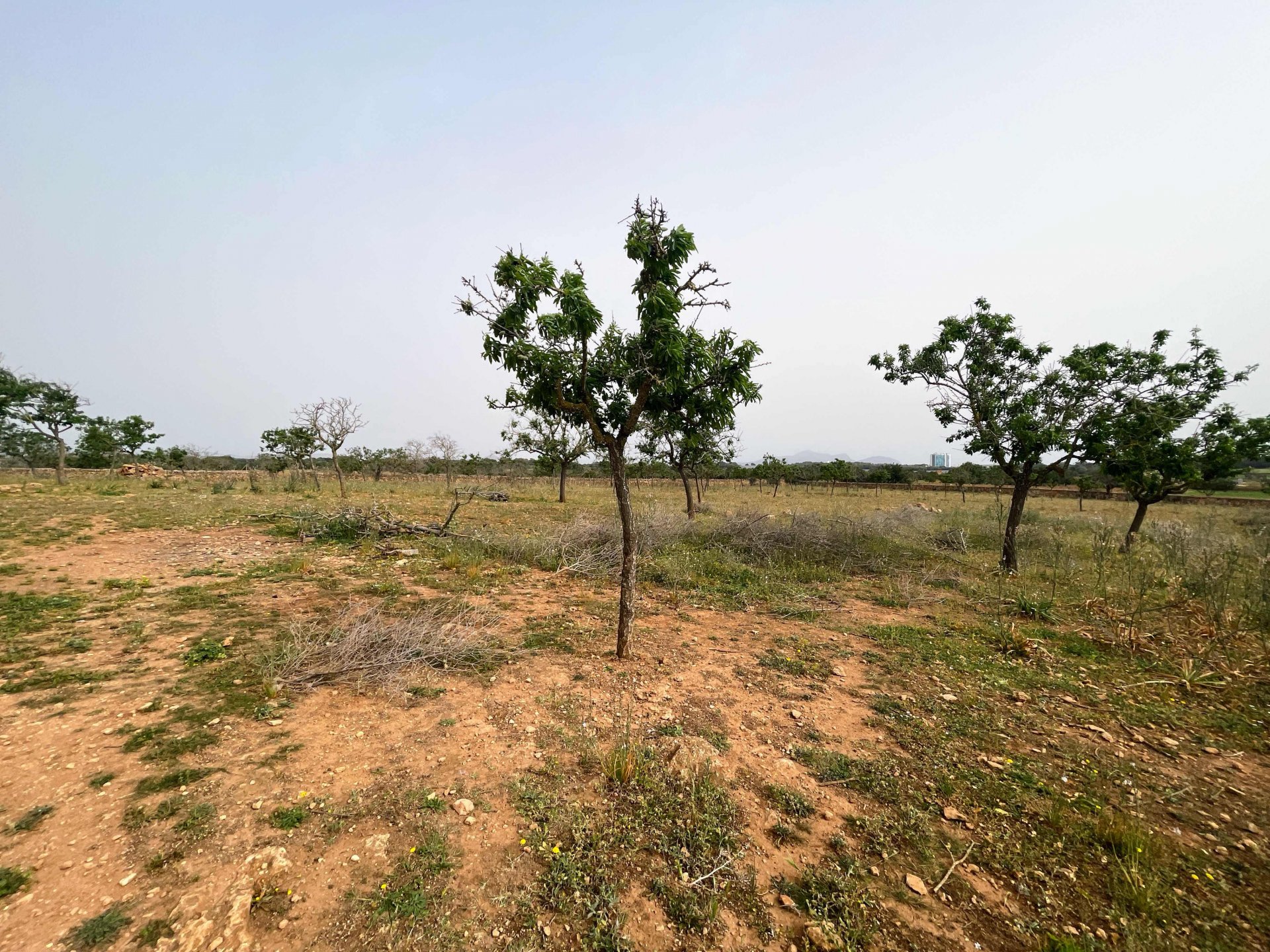 Zemes gabals Santa Margalida, Mallorca, Spānijā 86522 m2 Nr. 98010