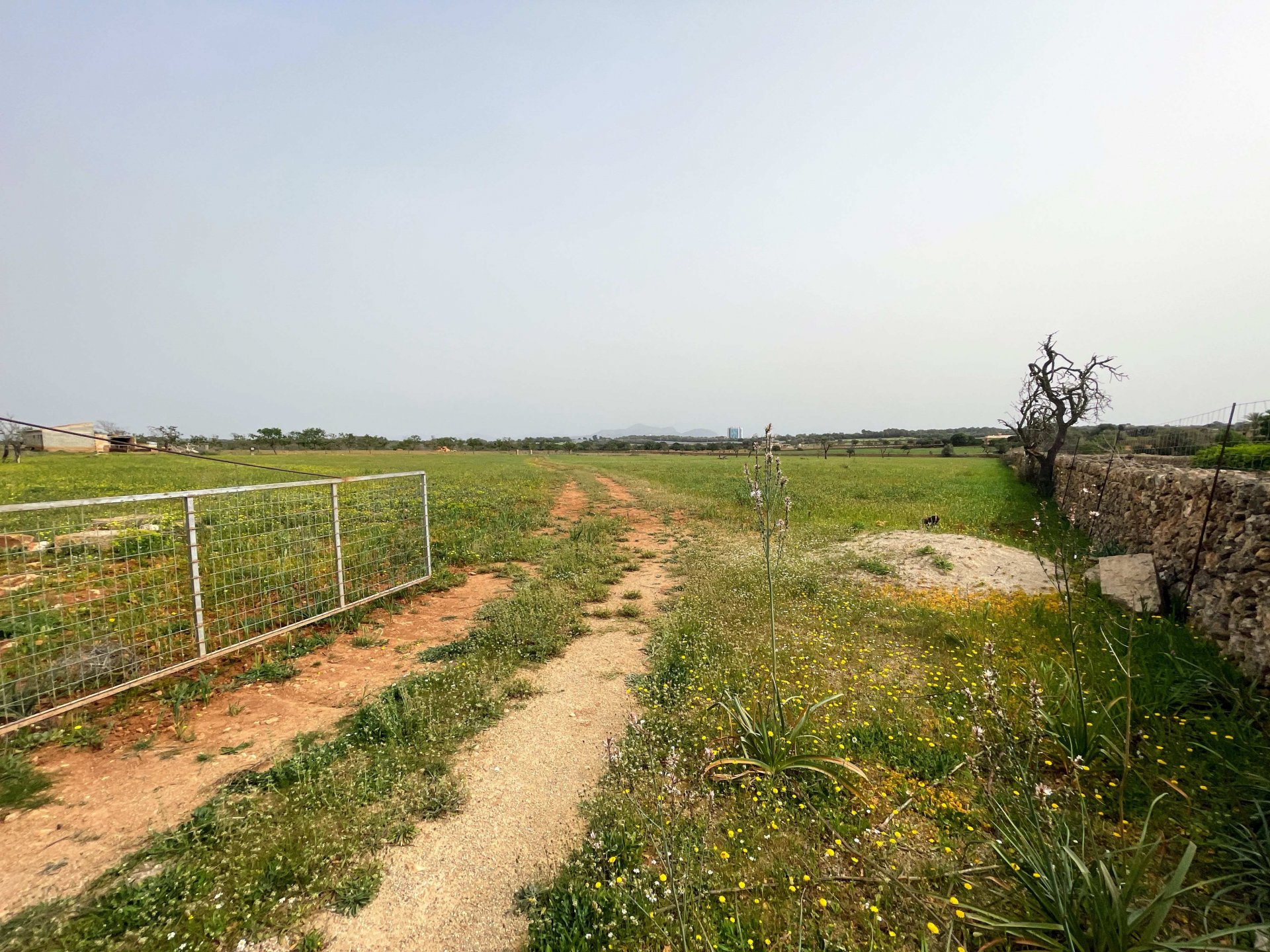 Zemes gabals Santa Margalida, Mallorca, Spānijā 86522 m2 Nr. 98010