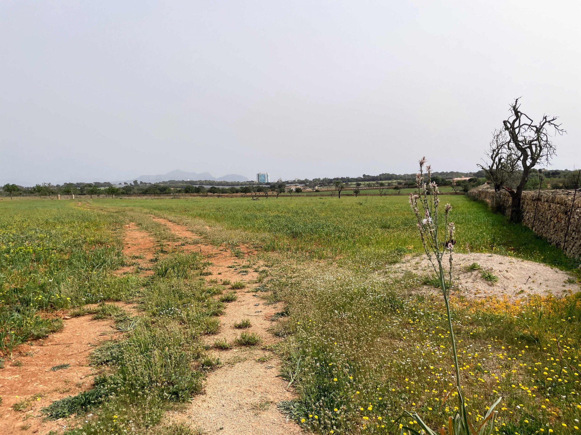 Zemes gabals Santa Margalida, Mallorca, Spānijā 86522 m2 Nr. 98010