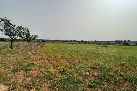 Działka w Santa Margalida, Mallorca, Hiszpania 86522 mkw. nr 98010