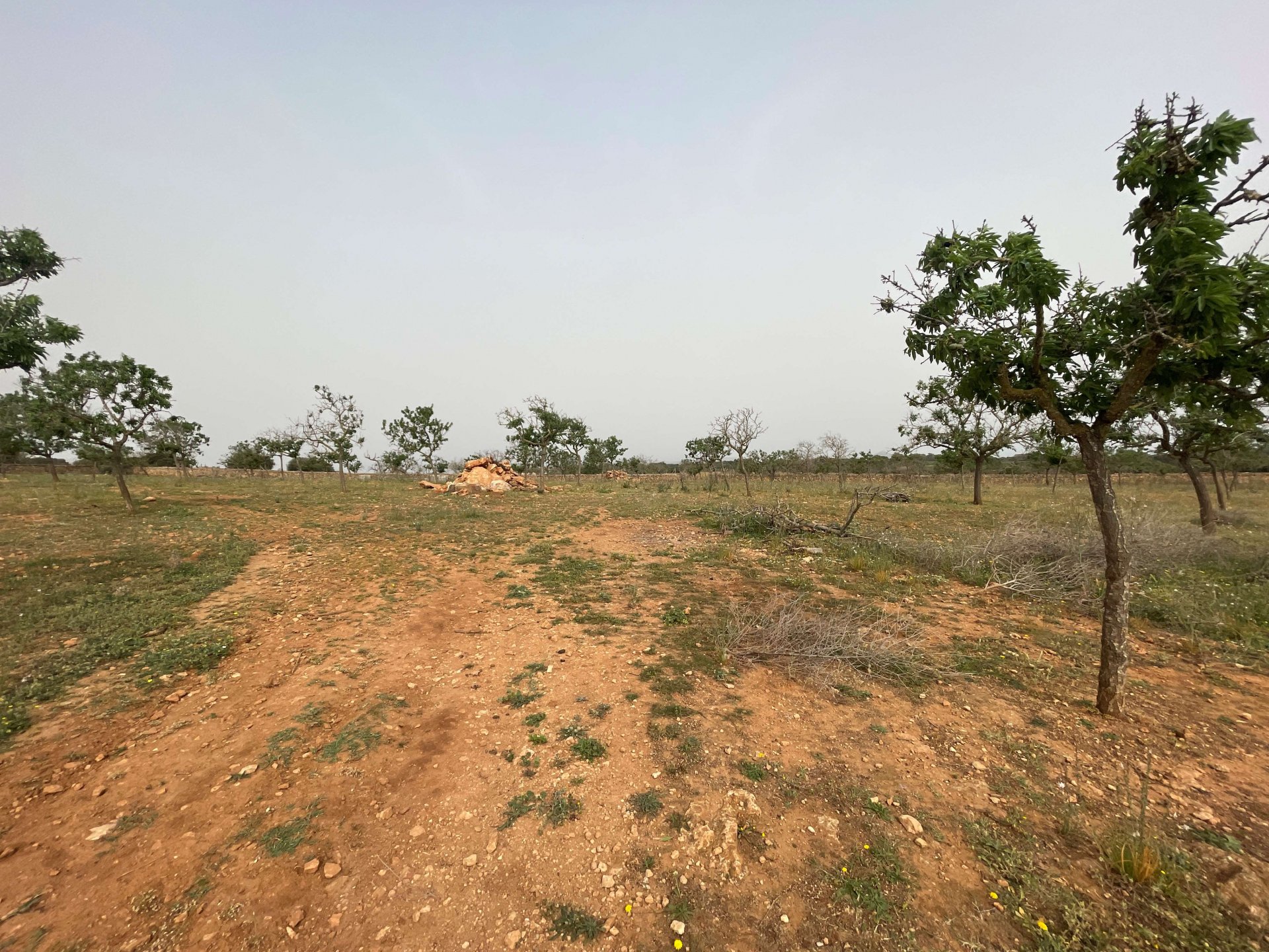 Zemes gabals Santa Margalida, Mallorca, Spānijā 86522 m2 Nr. 98010