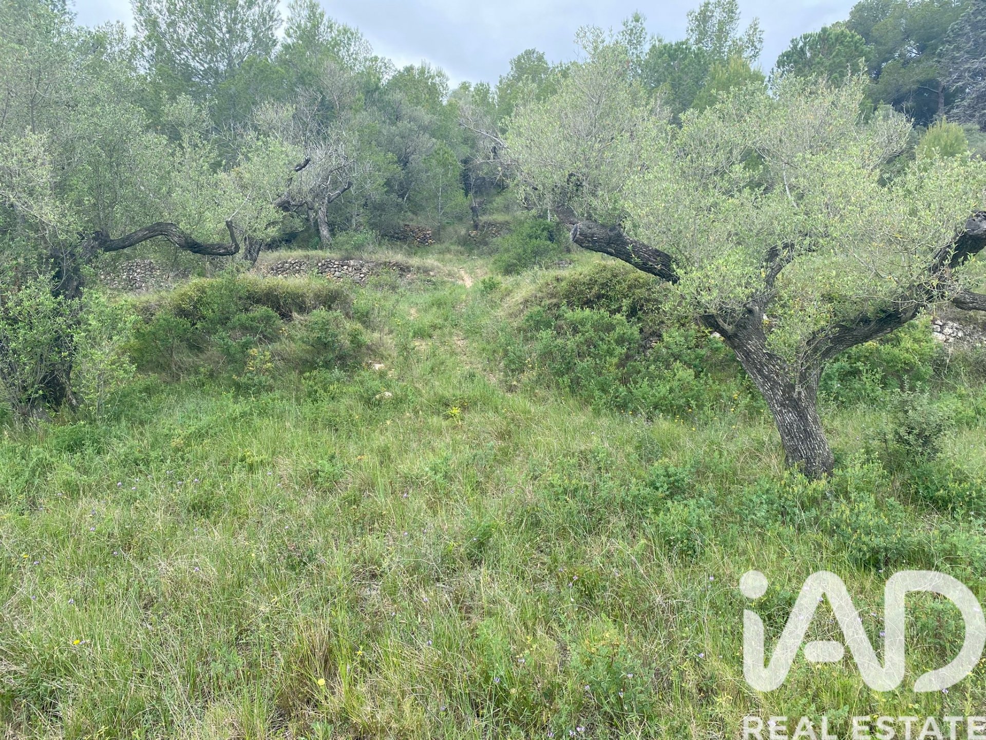 Land plot in Castellvell del Camp, Tarragona, Spain 4691 sq.m. No. 185428