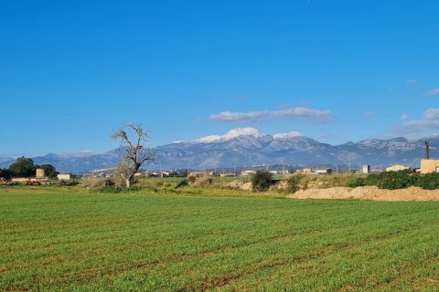 Działka w Sa Pobla, Mallorca, Hiszpania 54000 mkw. nr 63351