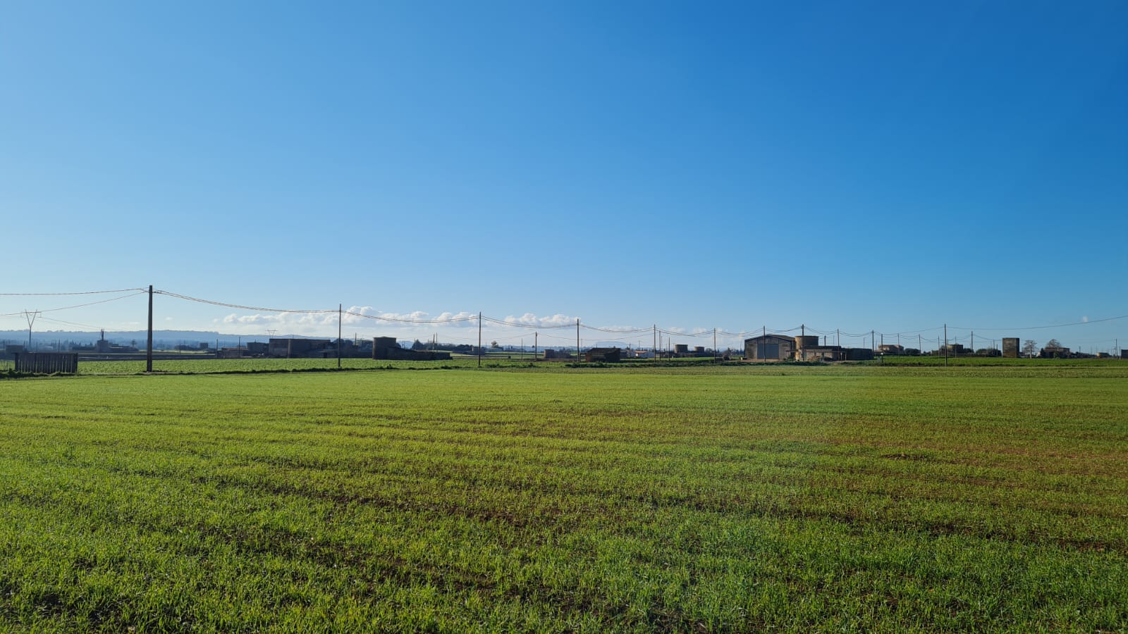 Terreno a Sa Pobla, Mallorca, Spagna 54000 mq. N° 63351