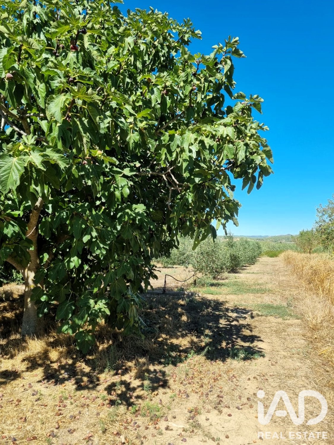Land in Ginestar, Tarragona, Spanien 940 m2 Nr. 195041