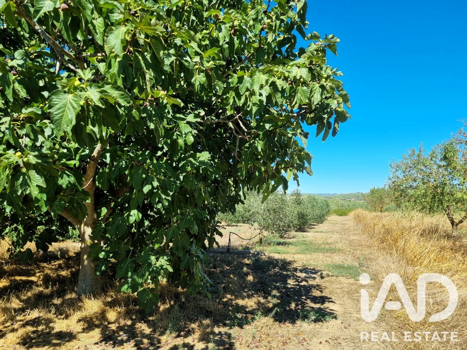 Land in Ginestar, Tarragona, Spanien 940 m2 Nr. 195041