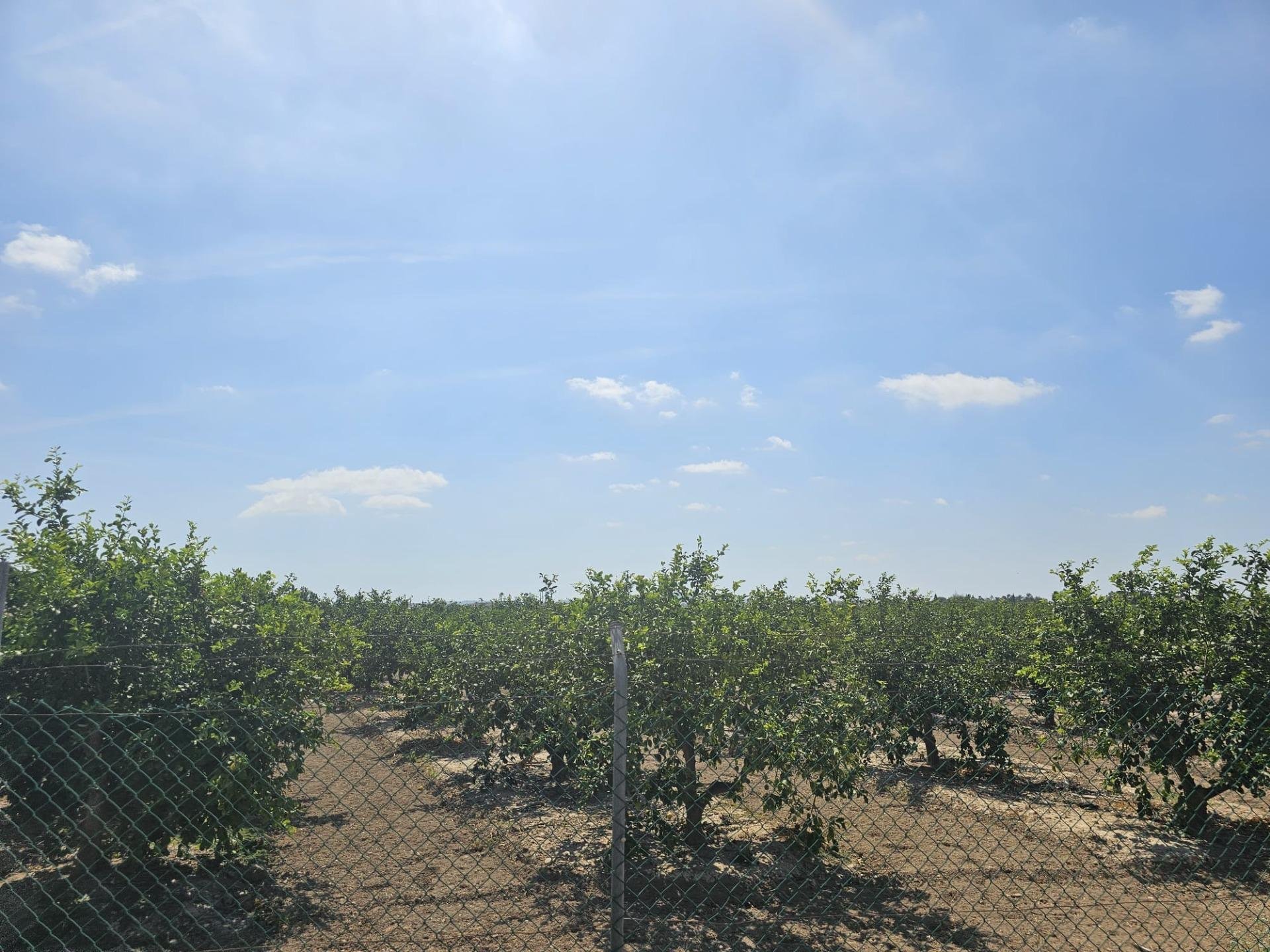 Terreno a Dolores, Alicante, Spagna 40 mq. N° 183632