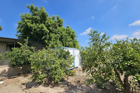 Land plot à Dolores, Alicante, Espagne 40 m2 No. 183632