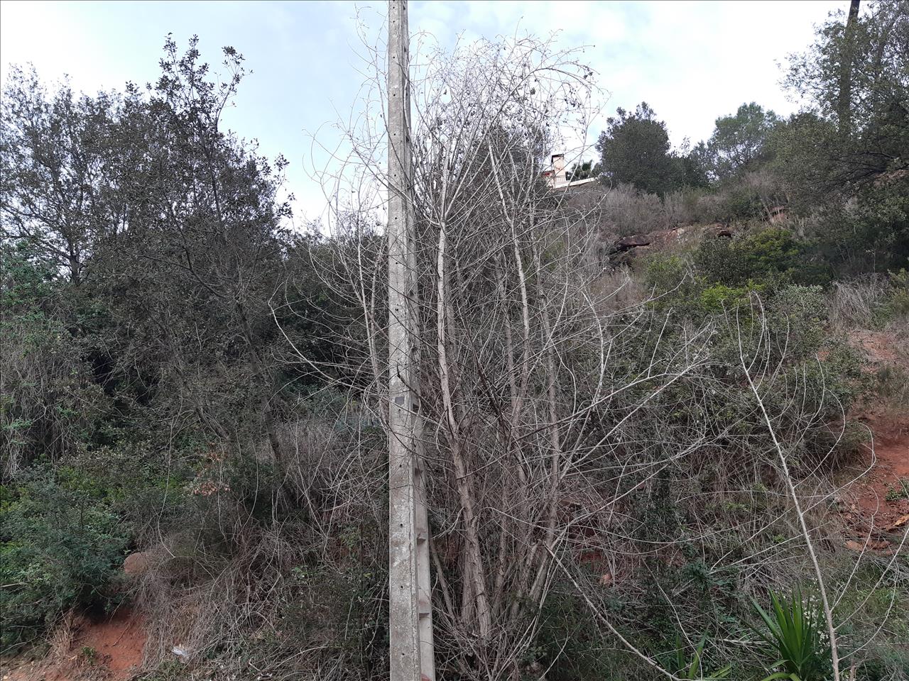 Zemes gabals Torrelles de Llobregat, Barcelona, Spānijā Nr. 196047