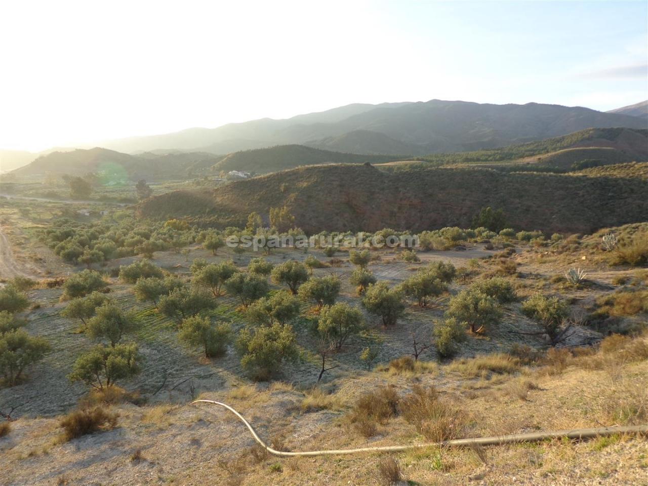 Land in Purchena, Almeria, Spanien Nr. 184119