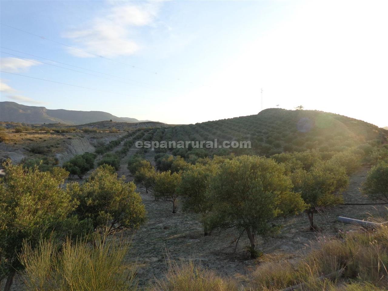 Land in Purchena, Almeria, Spanien Nr. 184119