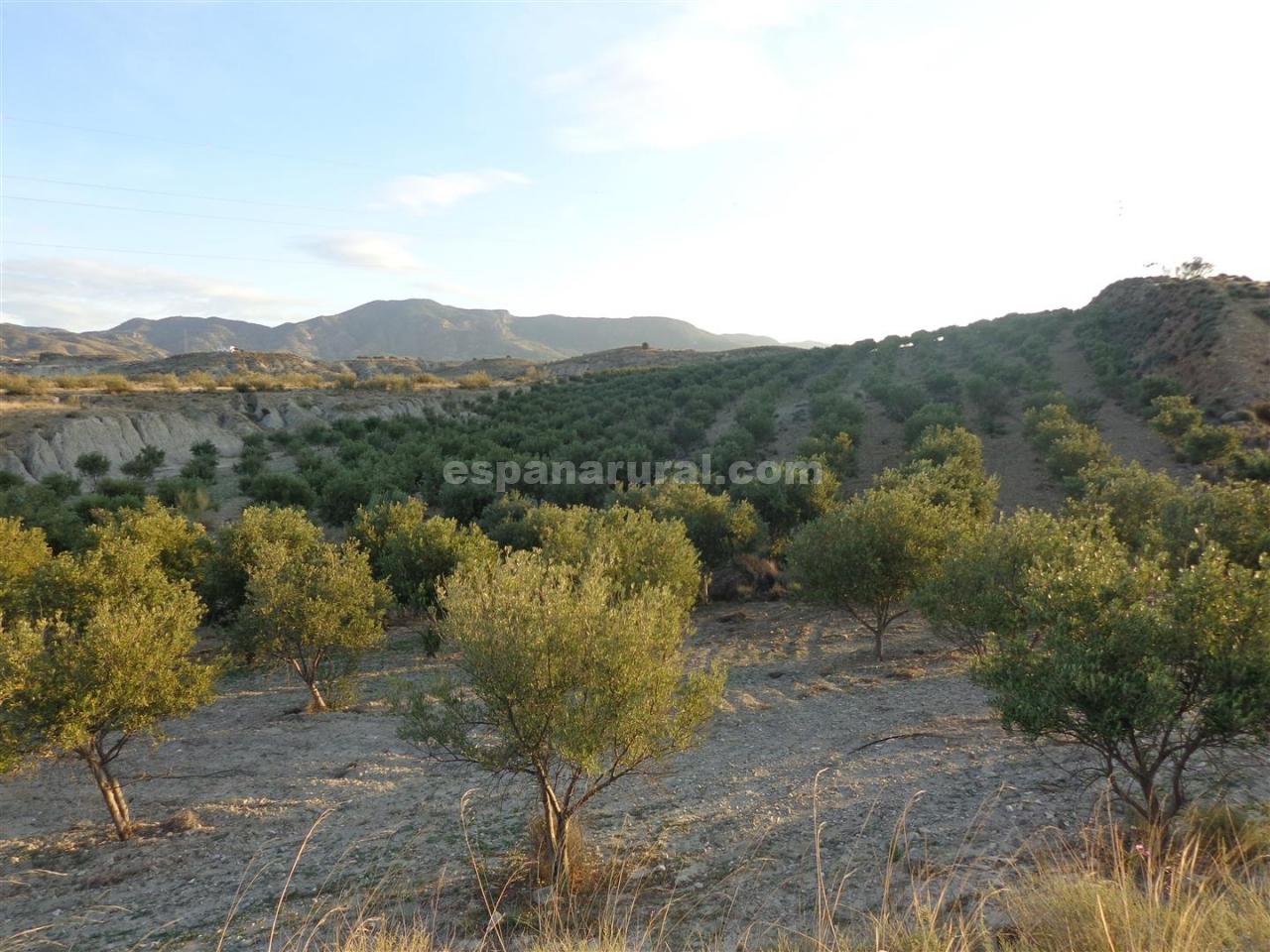Land in Purchena, Almeria, Spanien Nr. 184119