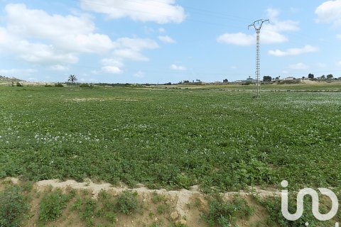 Zemes gabals Elche, Alicante, Spānijā 10000 m2 Nr. 185730