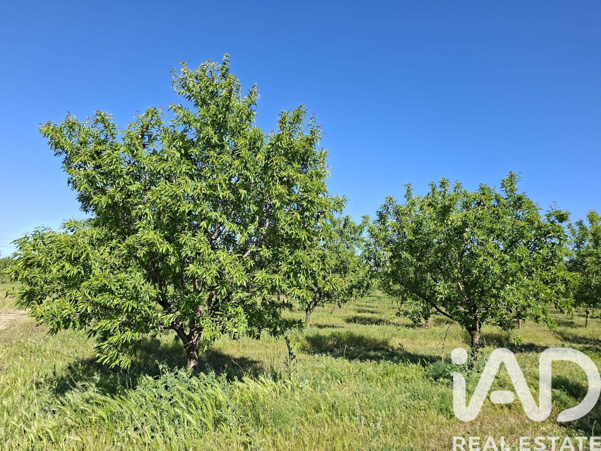 Gewerbeimmobilien in Ulldecona, Tarragona, Spanien Nr. 172652