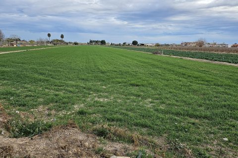 Zemes gabals Dolores, Alicante, Spānijā Nr. 183641